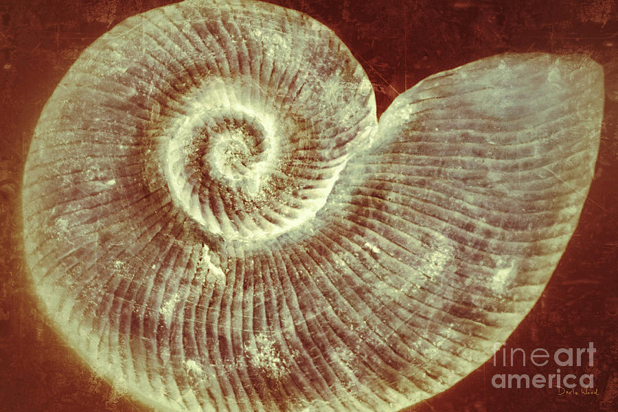 Nautilus Shell-no1 Photograph by Darla Wood