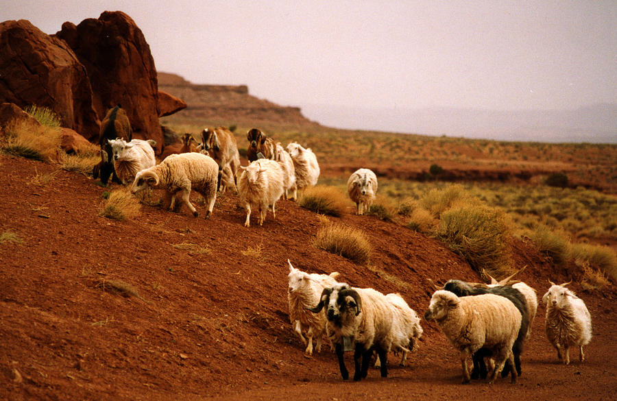Navajo Sheep #1 Photograph by Robert Lozen