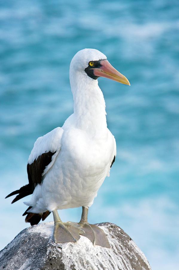 Nazca Booby Photograph by Steve Allen/science Photo Library - Fine Art ...