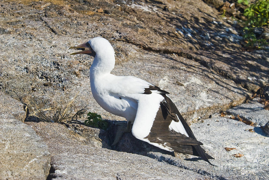 Bird Photograph - Nazca Booby Thermoregulating #1 by William H. Mullins