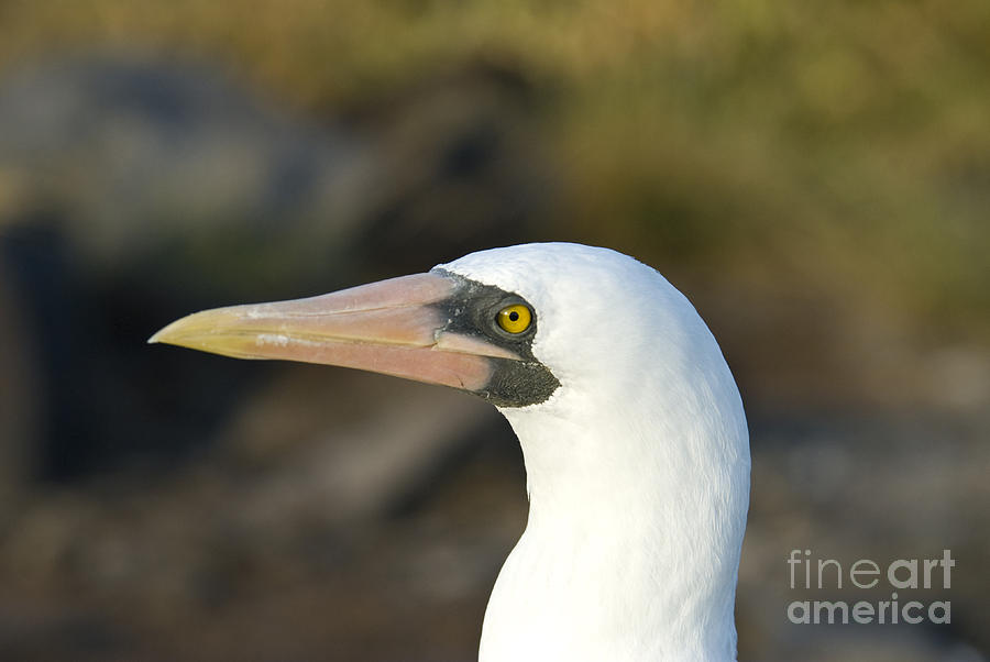 Bird Photograph - Nazca Booby #1 by William H. Mullins