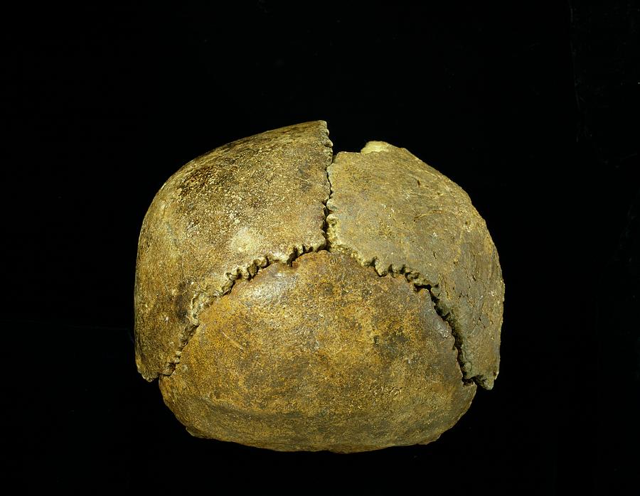 Neanderthal Cranium #1 Photograph by Natural History Museum, London/science Photo Library