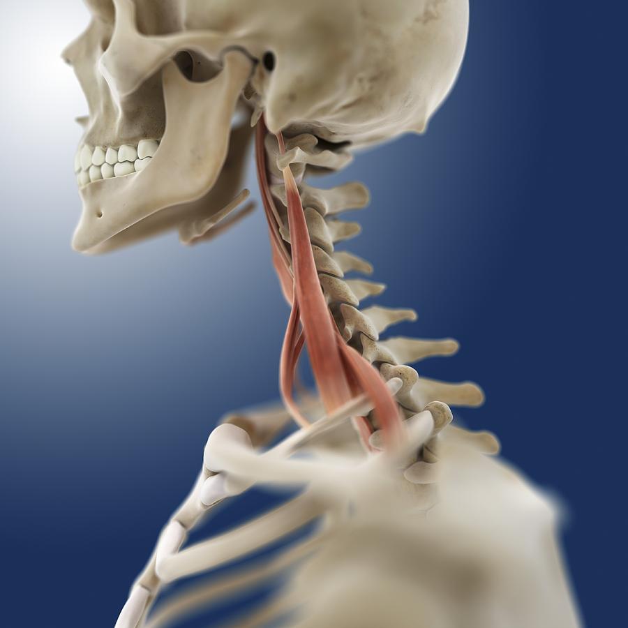 Neck muscles, artwork Photograph by Science Photo Library | Pixels