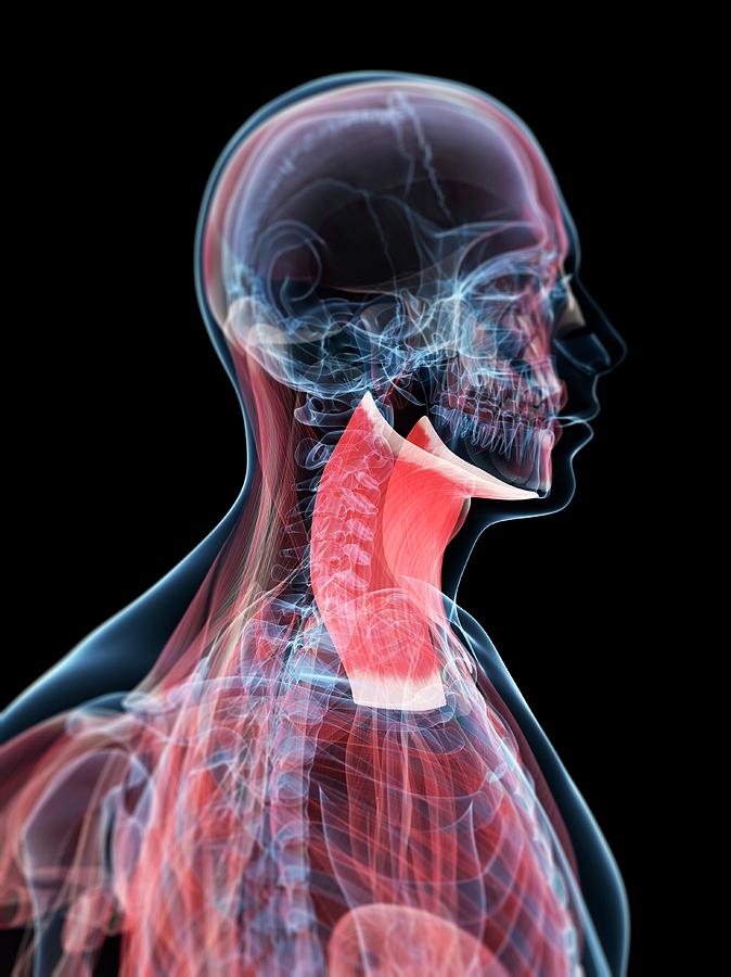 Neck Muscles Photograph By Scieproscience Photo Library