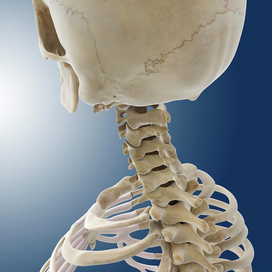  Neck Photograph by Springer Medizin/science Photo Library | Fine Art ...