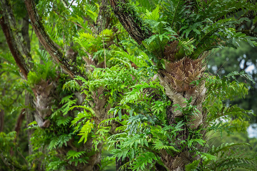 Neem tree in rainy season #1 Photograph by Somnuk Krobkum