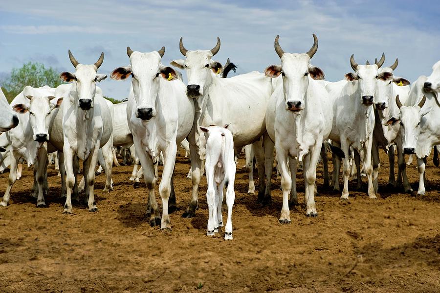 Nelore Cattle #1 Photograph by Tony Camacho/science Photo Library