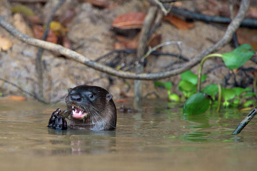 Neotropical Otter Lontra Longicaudis Photograph by Animal Images | Fine ...