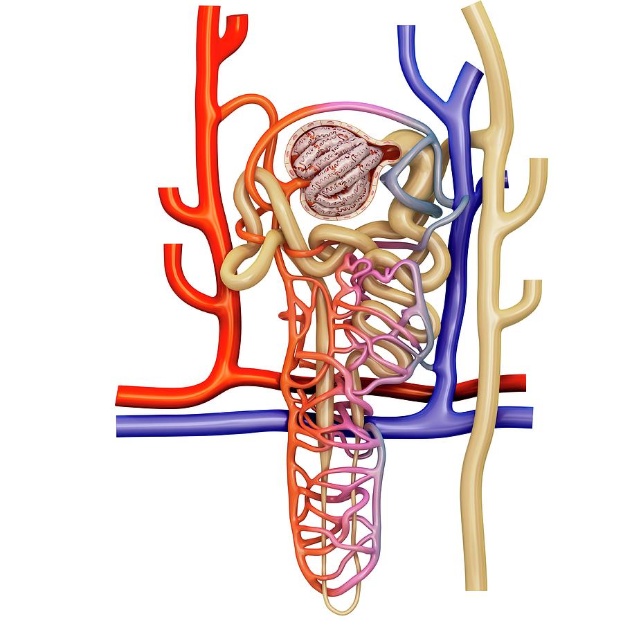 1 Nephron Structure In A Kidney Pixologicstudioscience Photo Library 