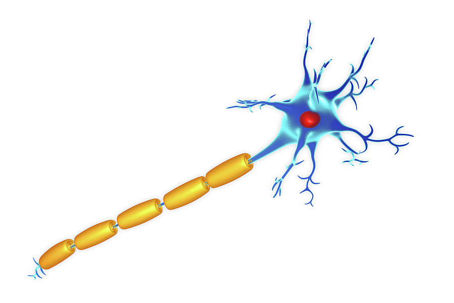 Nerve Cell Photograph By Roger Harris Science Photo Library 