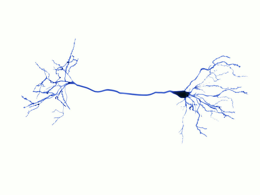 Nerve Cells And Synapse, Illustration #1 Photograph by Juan Gaertner