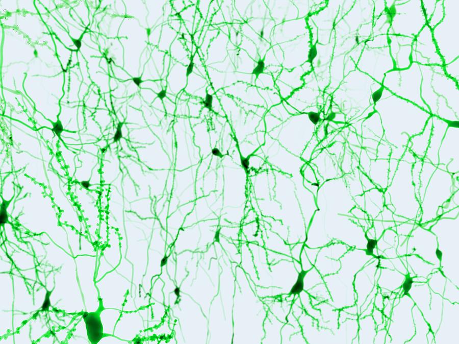 Nerve Cells, Illustration #1 Photograph by Juan Gaertner