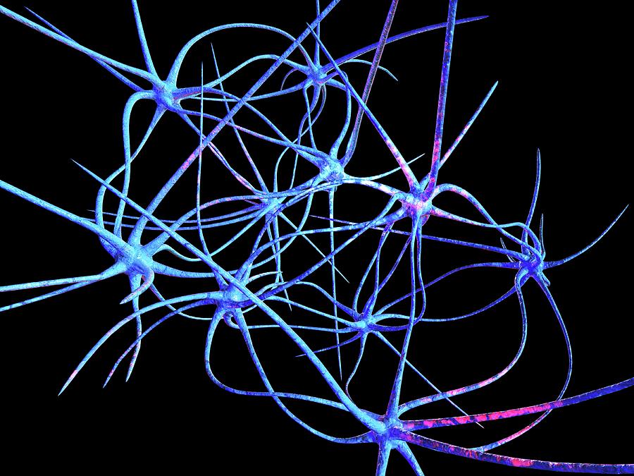 Nerve Cells #1 Photograph by Laguna Design
