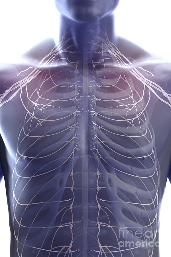 Nerves Of The Chest Photograph by Science Picture Co - Pixels