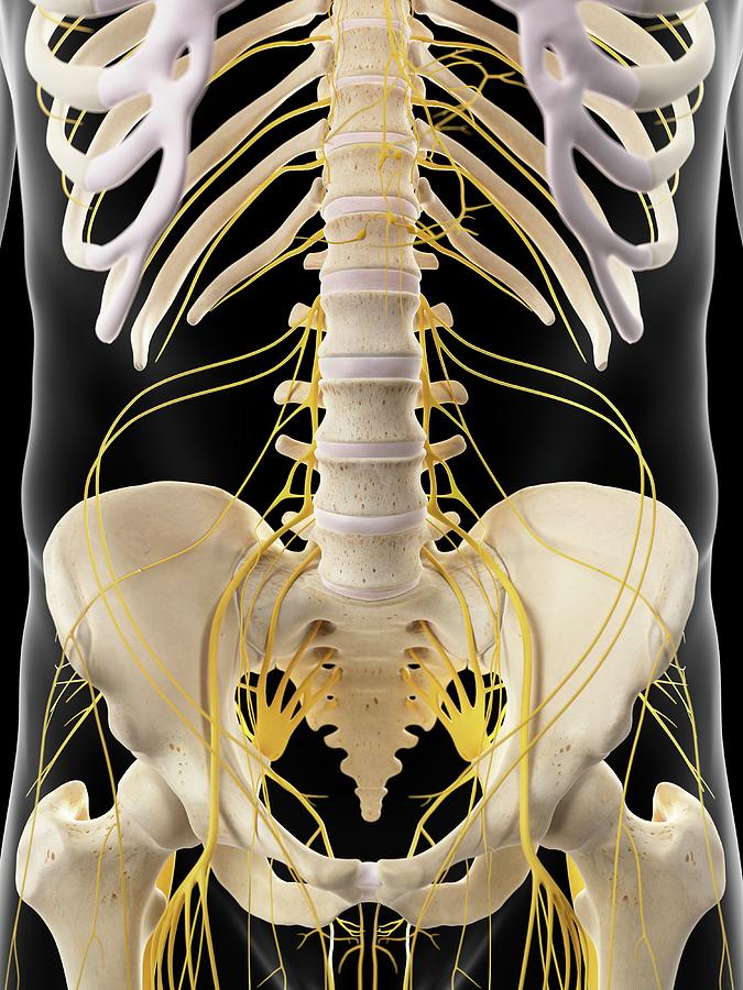 Nervous System Of Abdomen Photograph by Sebastian Kaulitzki/science ...