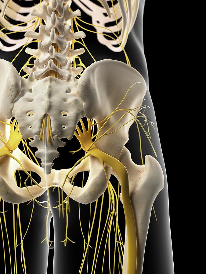 Nervous System Of Pelvis Photograph by Sebastian Kaulitzki/science ...