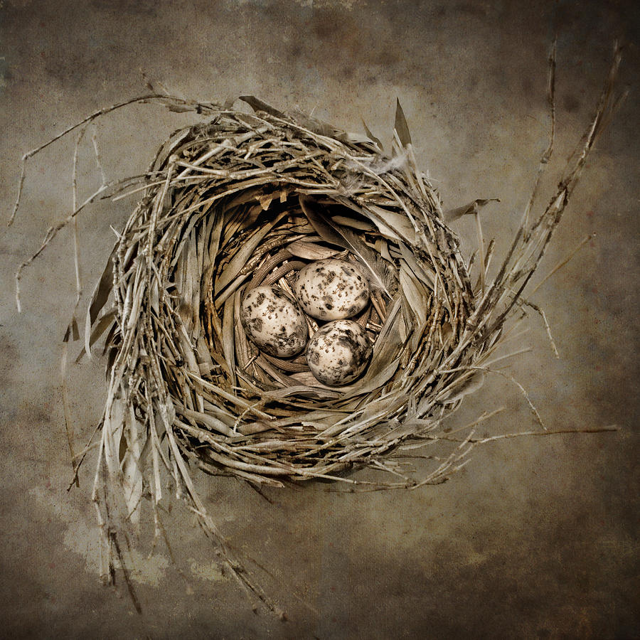 Egg Photograph - Nest Eggs #1 by Carol Leigh