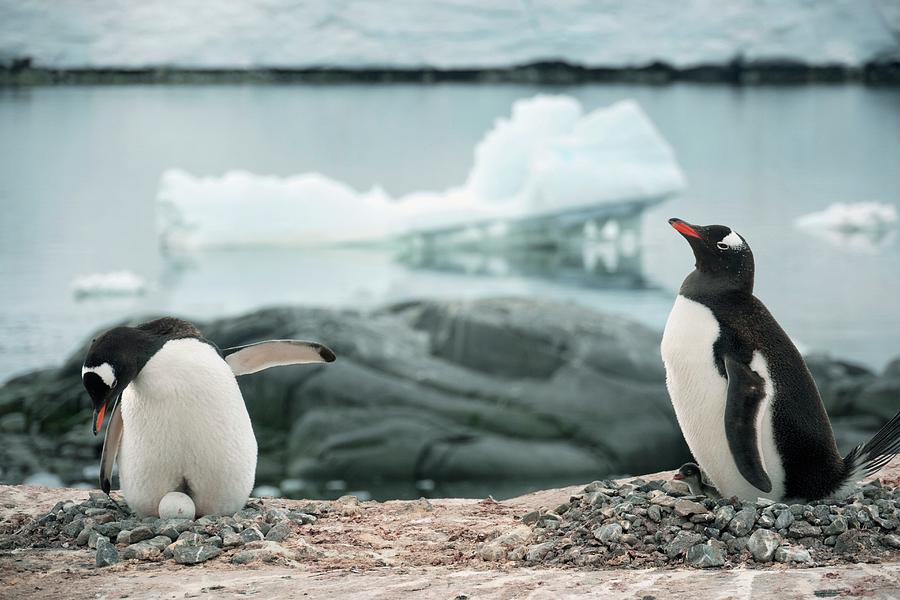 Nesting Gentoo Penguins Photograph By Peter Menzel/science Photo ...