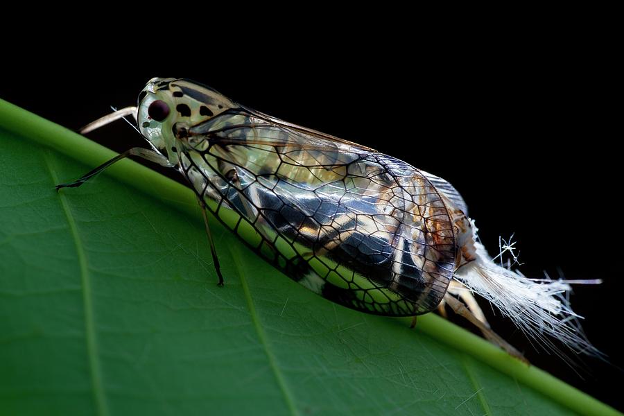Net-winged Planthopper Moulting #1 Photograph by Melvyn Yeo