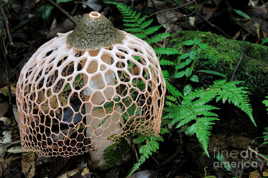 Netted Stinkhorn Fungus #1 Photograph by Fletcher & Baylis