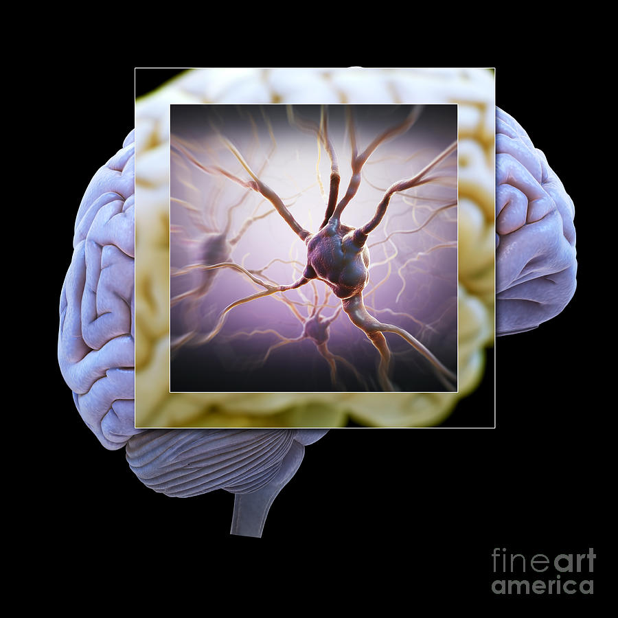 Neuron And Brain #2 Photograph by Science Picture Co