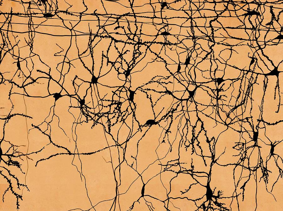 Neuron Network, Artwork #1 Photograph by Juan Gaertner