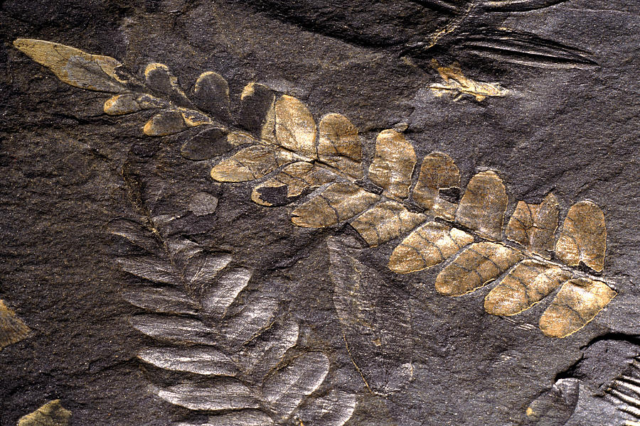 Neuropteris & Alethopteris Fossils #1 Photograph by Theodore Clutter