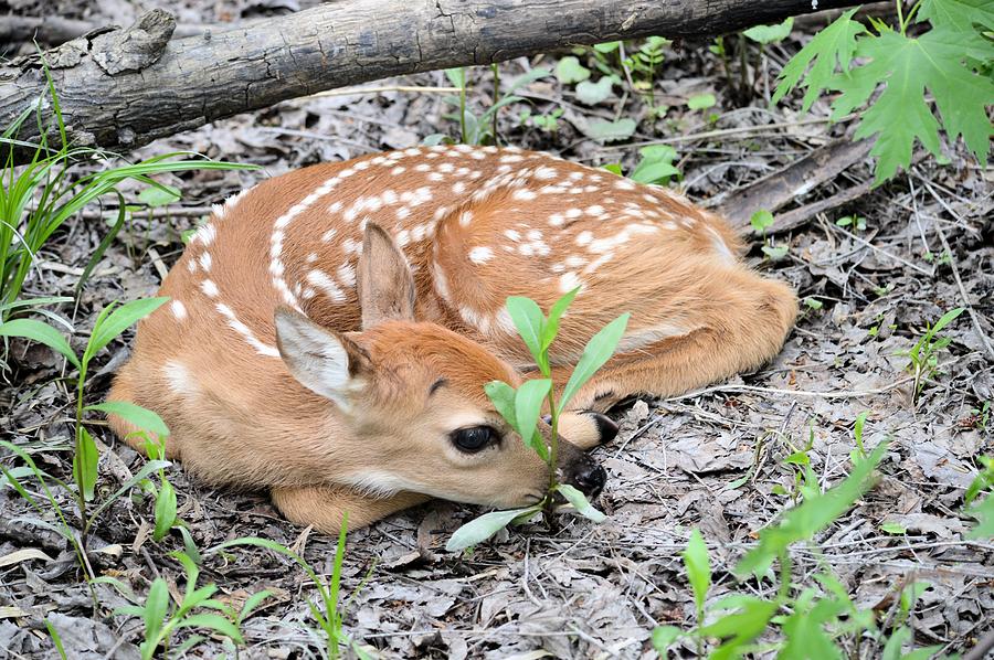 New Born Fawn Photograph by Bonfire Photography