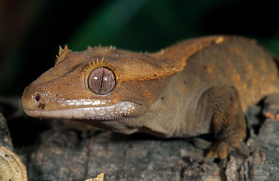 New Caledonian Crested Gecko #1 Photograph by Craig K. Lorenz