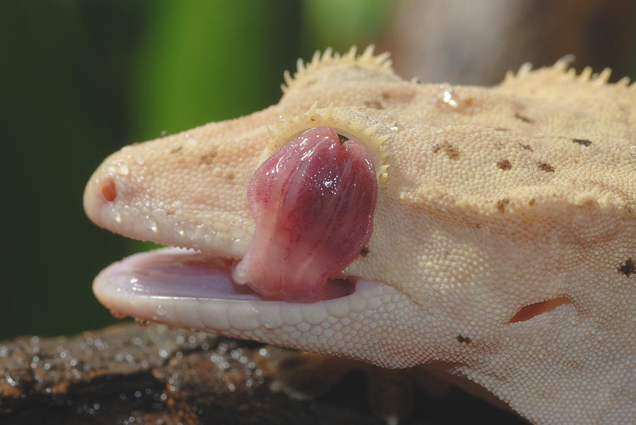 New Caledonian Crested Gecko #1 Photograph by John Mitchell