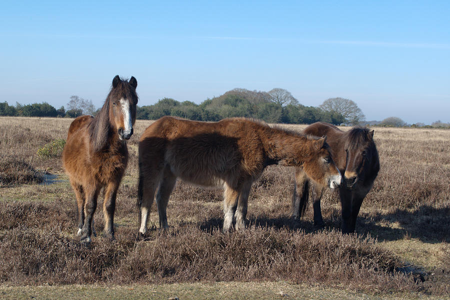 New Forest Ponies #1 Photograph by Chris Day