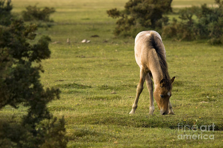 New Forest Pony #1 Photograph by Ang El