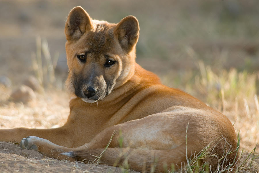 New Guinea Singing Dog Canis Hallstromi Photograph By Craig K Lorenz   1 New Guinea Singing Dog Canis Hallstromi Craig K Lorenz 