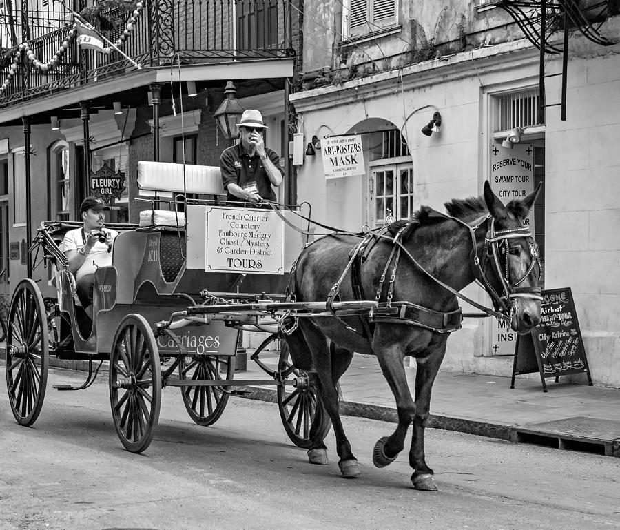New Orleans - Carriage Ride BW #2 Photograph by Steve Harrington