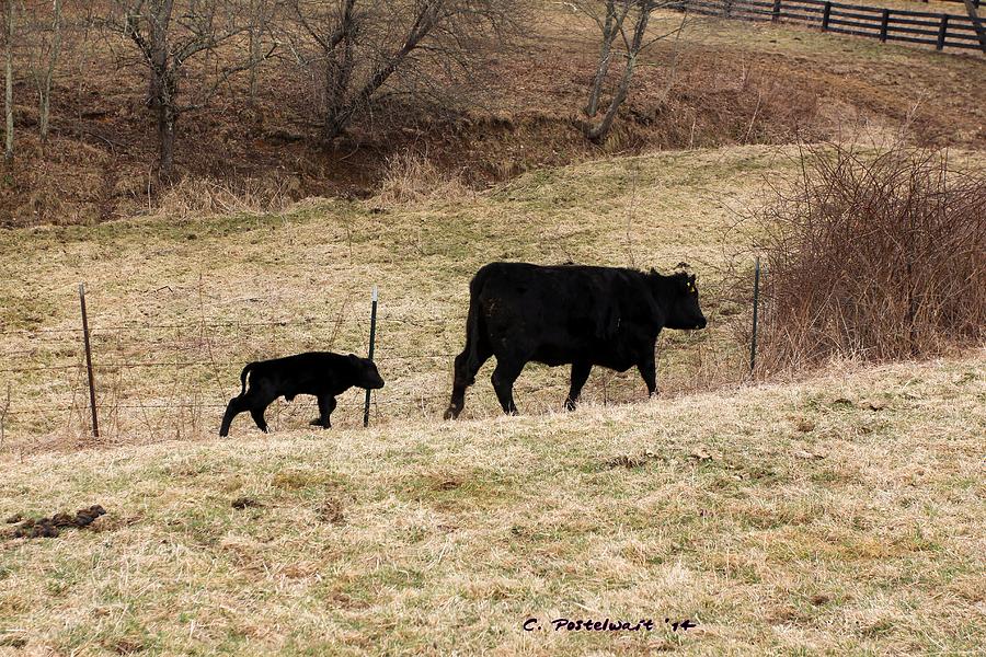 Spring Photograph - New to the Farm #1 by Carolyn Postelwait