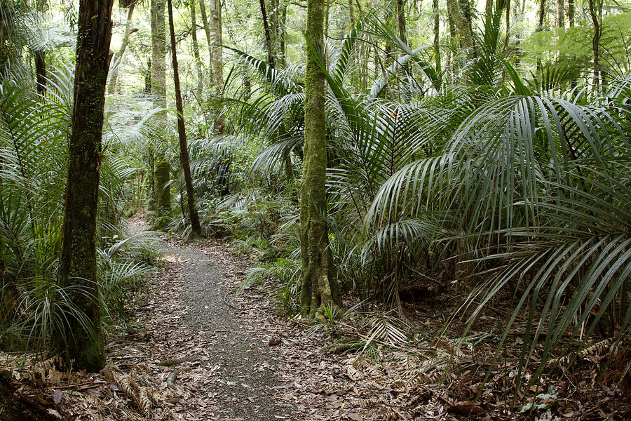 Jungle Photograph - New Zealand forest #1 by Les Cunliffe