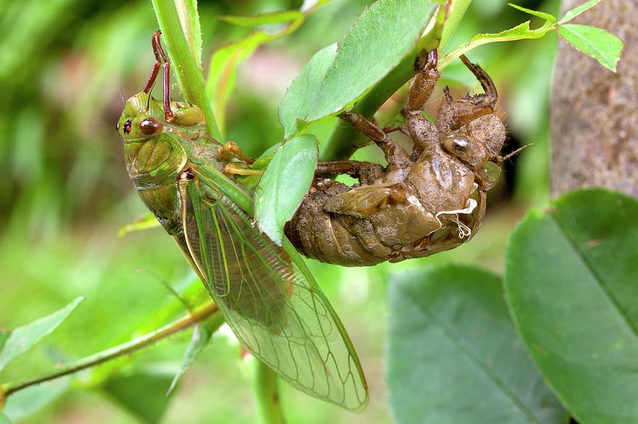 1-newly-emerged-green-grocer-cicada-dr-j