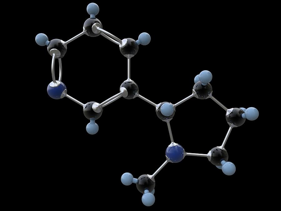 Nicotine Organic Compound Molecule #1 Photograph by Alfred Pasieka/science Photo Library