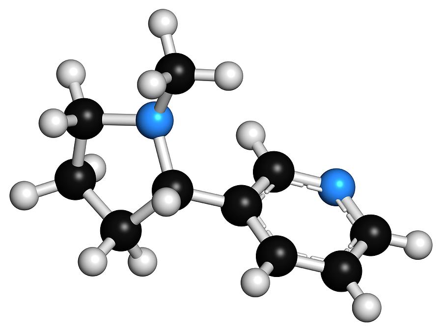 Nicotine Tobacco Stimulant Molecule #1 Photograph by Molekuul
