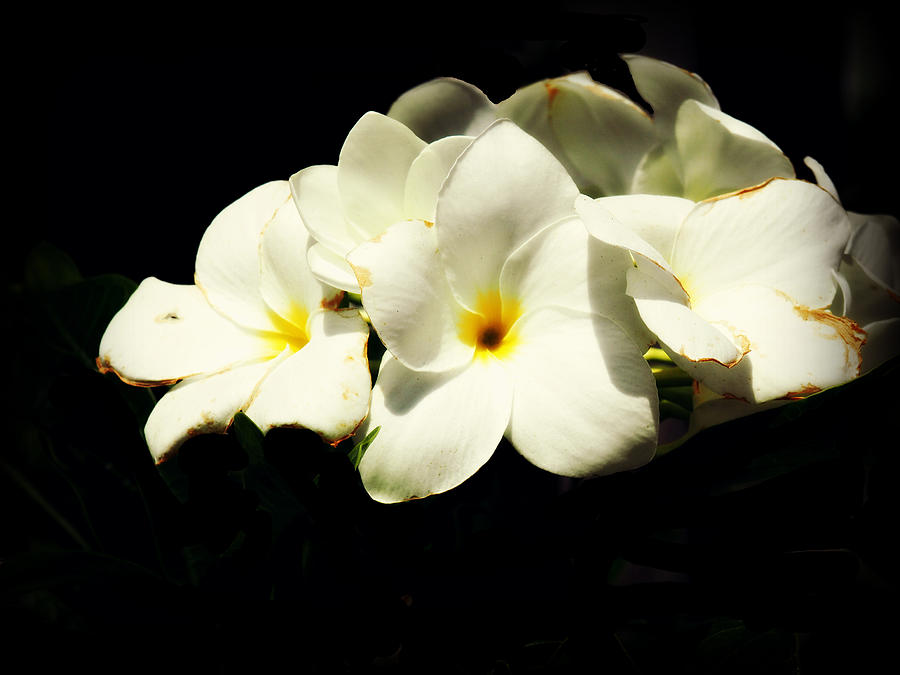 Night Blooming Jasmine Photograph by Jim Rabenstine - Fine Art America