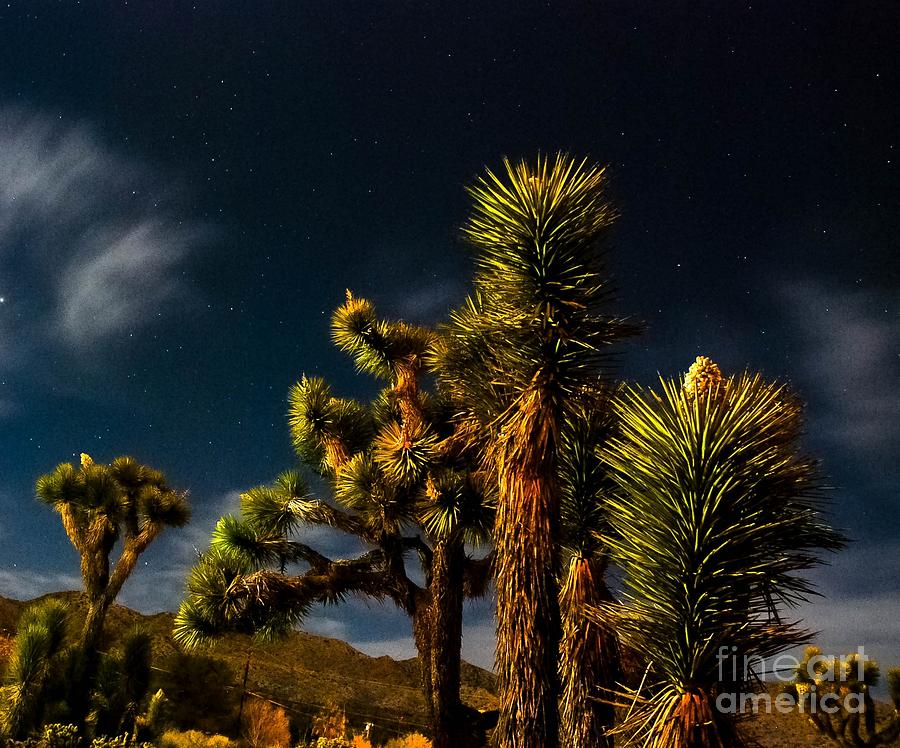 Night Desert Photograph