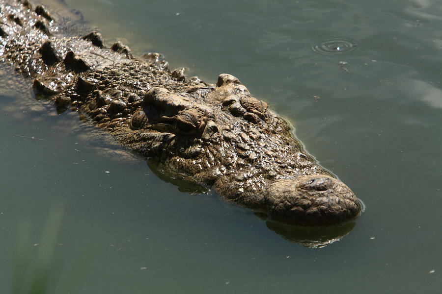Jaws Photograph - Nile Crocodile - Africa #1 by Aidan Moran