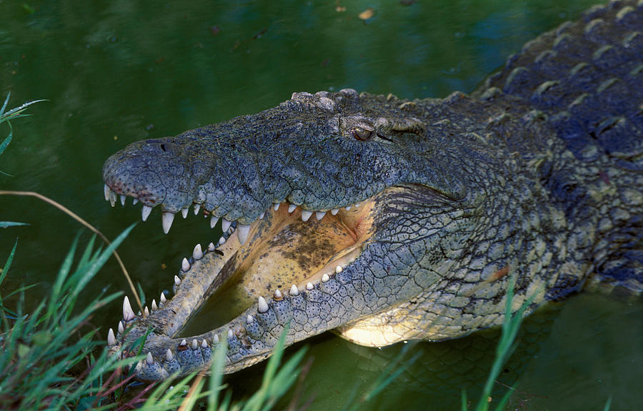 Nile Crocodile #1 Photograph by Nigel J. Dennis