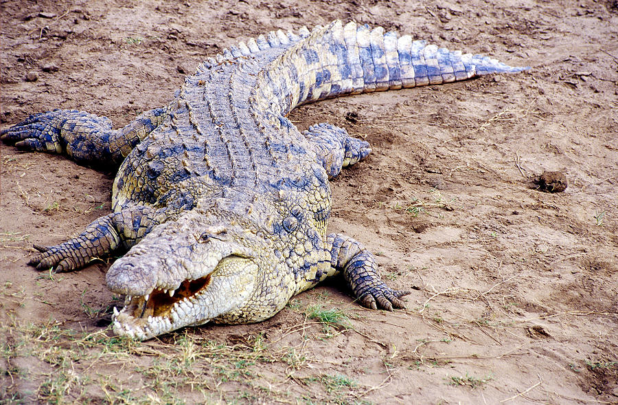 Nile River Crocodile Crocodylus #1 Photograph by Mary Beth Angelo ...