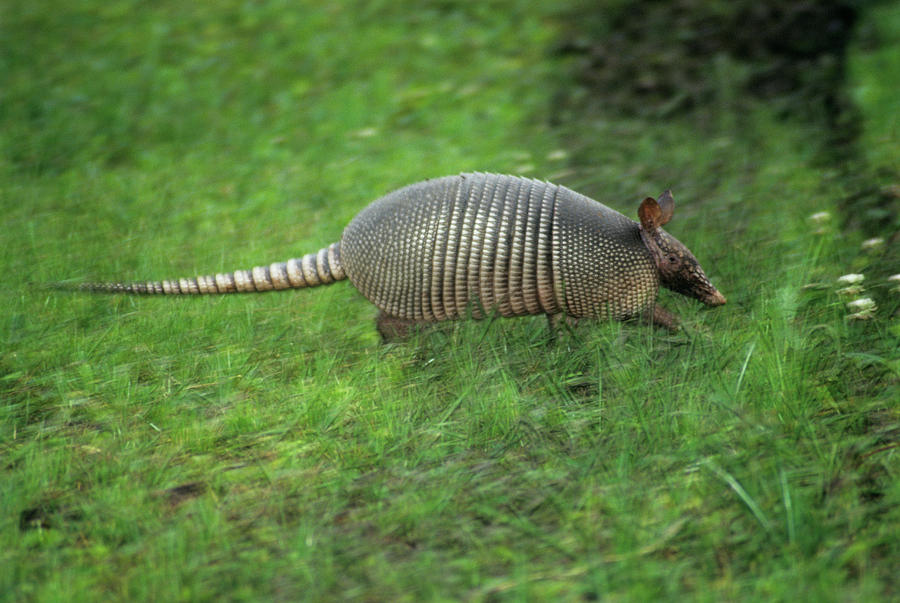 Nine-banded Armadillo #1 Photograph by Sally Mccrae Kuyper/science Photo Library