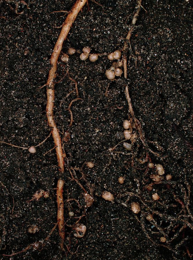 Nitrogen-fixing Root Nodules Of Bean Plant #1 Photograph by Dr Jeremy Burgess/science Photo Library.