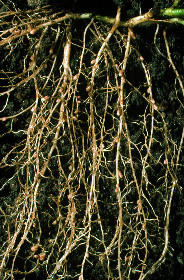 Nitrogen-fixing Root Nodules Of Clover Plant #1 Photograph by Dr Jeremy Burgess/science Photo Library.