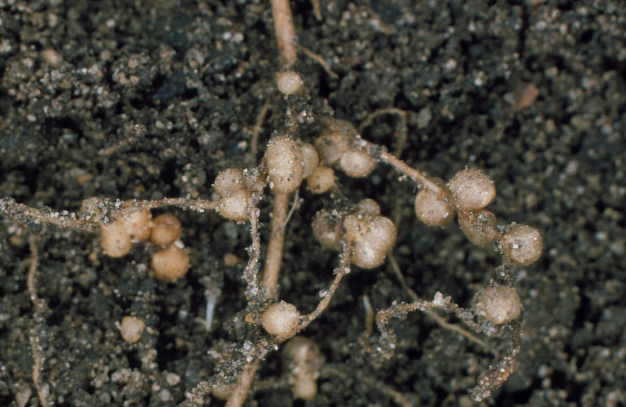 Nodules Of Rhizobium Leguminosarum #1 Photograph by Dr Jeremy Burgess/science Photo Library.