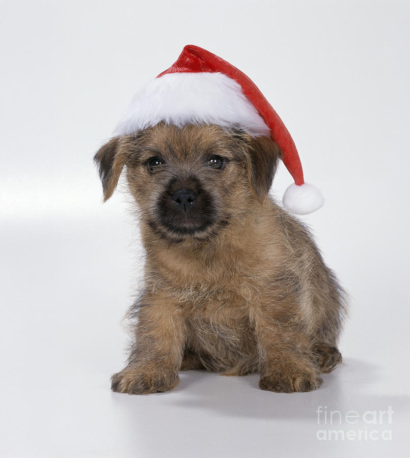 Dog Photograph - Norfolk Terrier Puppy #1 by John Daniels