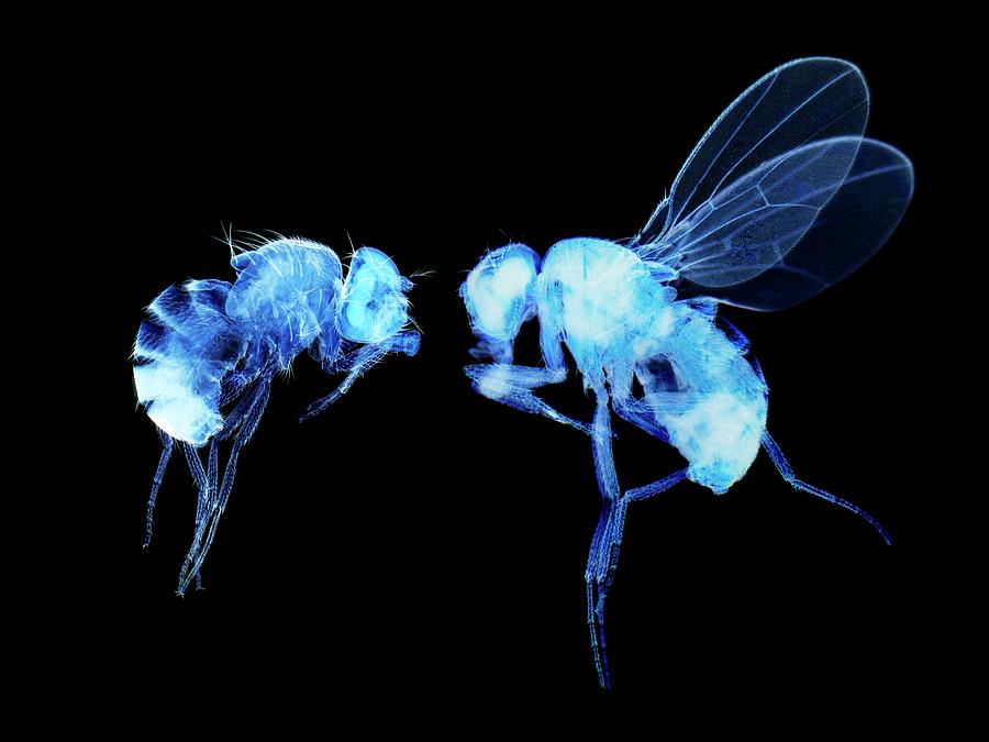 Normal And Mutant Fruit Fly Photograph By Steve Gschmeissner/science ...